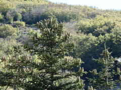Abies nebrodensis