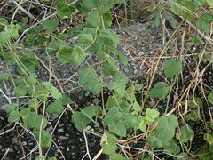 Passiflora vesicaria