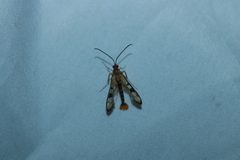 Synanthedon acerni