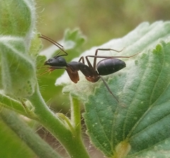 Camponotus compressus