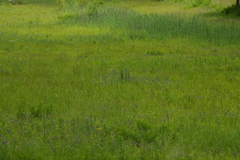 Platanthera flava herbiola