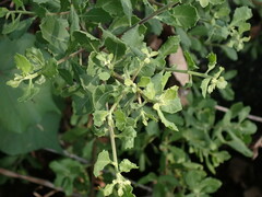 Pluchea indica