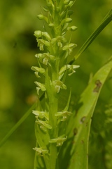Platanthera flava herbiola