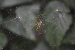 Linyphia triangularis