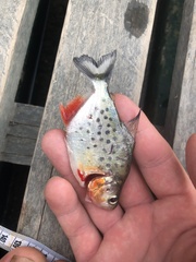 Serrasalmus maculatus