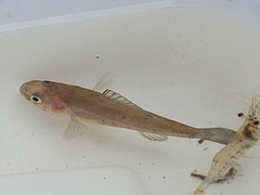 Aphredoderus sayanus