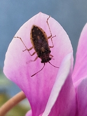 Brachycarenus tigrinus