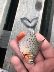 Serrasalmus maculatus