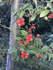 Cotoneaster pannosus