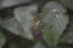 Linyphia triangularis