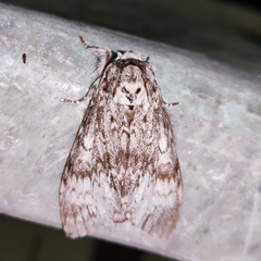 Periphalera albicauda