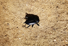 Tenebrionidae