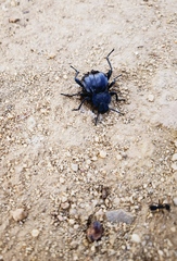Tenebrionidae