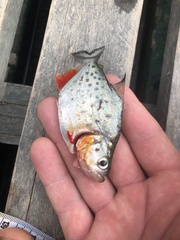 Serrasalmus maculatus