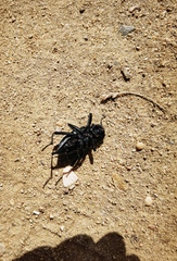 Tenebrionidae