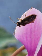 Brachycarenus tigrinus