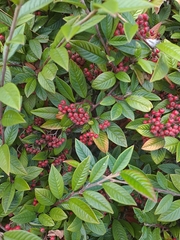 Cotoneaster coriaceus
