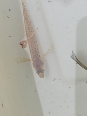 Etheostoma olmstedi