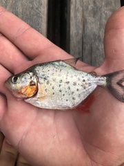 Serrasalmus maculatus