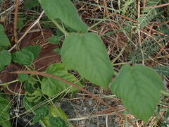 Passiflora vesicaria