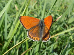 Lycaena thersamon