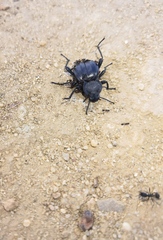 Tenebrionidae
