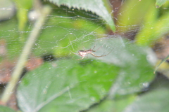 Linyphia triangularis