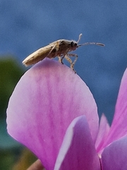 Brachycarenus tigrinus