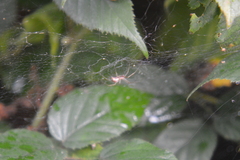 Linyphia triangularis