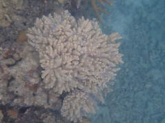 Cladiella