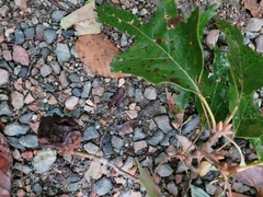 Callirhytis quercuspunctata