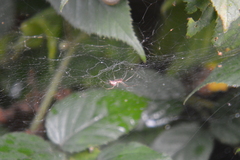 Linyphia triangularis