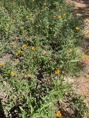 Wedelia hispida