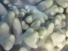 Cladiella