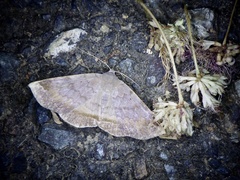 Mecodina nubiferalis