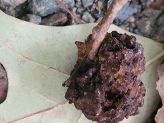 Callirhytis quercuspunctata