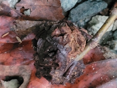 Callirhytis quercuspunctata