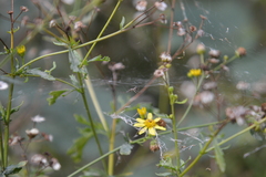 Linyphia triangularis