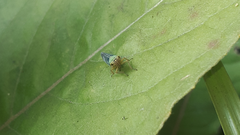 Cicadella