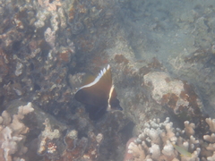 Heniochus varius