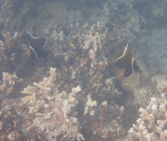 Heniochus varius
