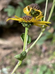 Helianthus atrorubens