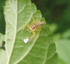 Telamonia