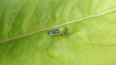Cicadella