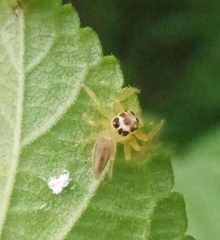 Telamonia
