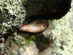 Phellinus pomaceus