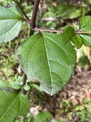 Helianthus atrorubens