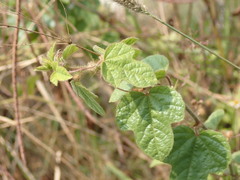 Passiflora vesicaria