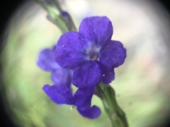 Stachytarpheta jamaicensis