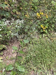 Helianthus atrorubens